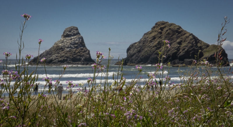 Oregon Coast-9780