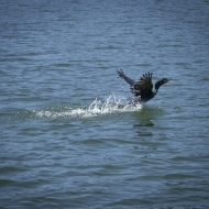 Oregon Coast-1107