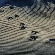 Oregon Coast--31