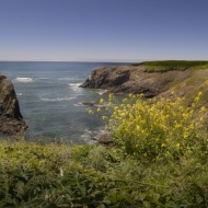 Oregon Coast--4