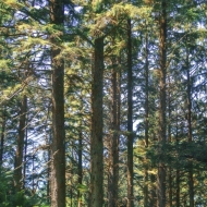 Oregon Coast--5