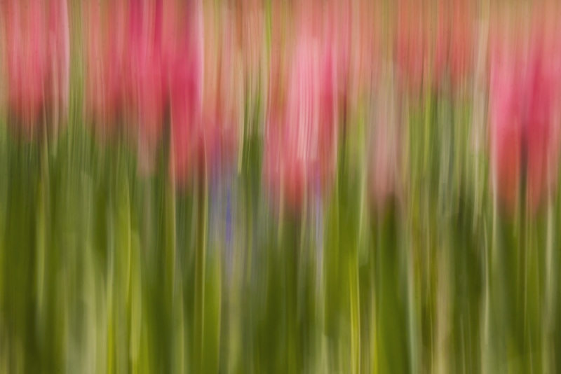 Chanticleer Tulips