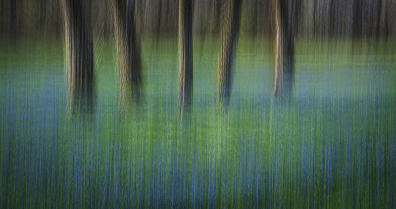 Grape Hyacinths at Lock Ridge park