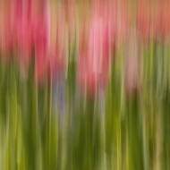 Chanticleer Tulips