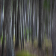 Trees in Maine