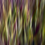 Navy Yard Colorful Grasses