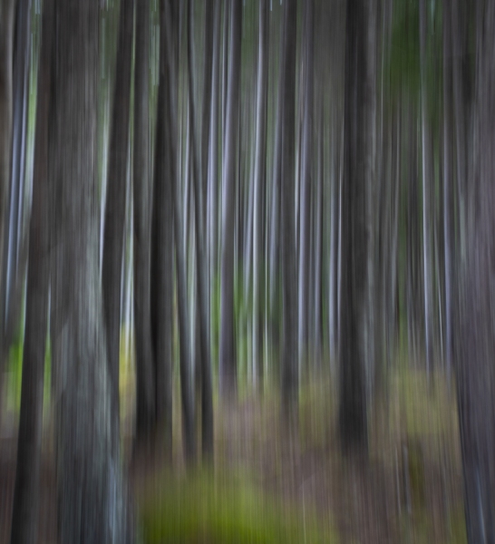 Trees in Maine