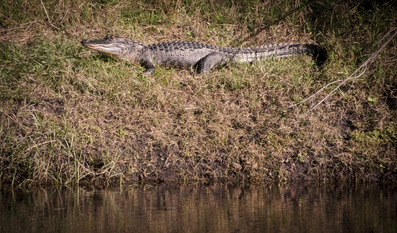 florida-2221