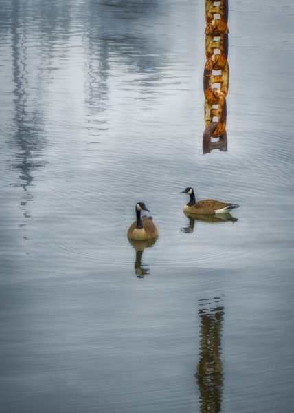 Canada-Geese-with-chain
