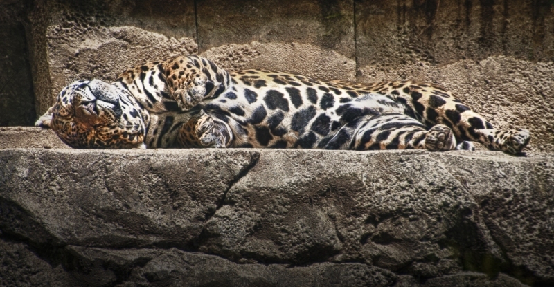 Phila-Zoo-3303_HDR-Edit