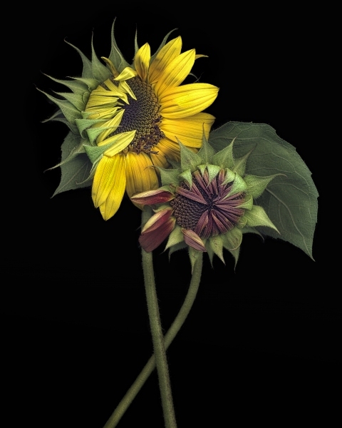 Sunflower-Embrace-16x20
