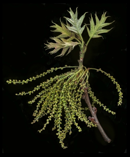 Tiny-Dancer-Oak-leaves