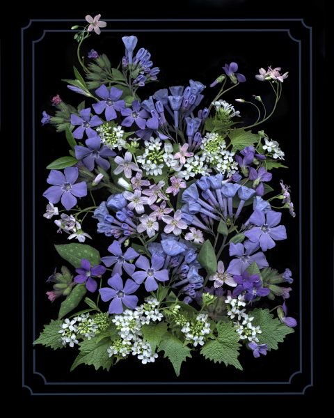 bluebells-spring-flowers-4-with-frame