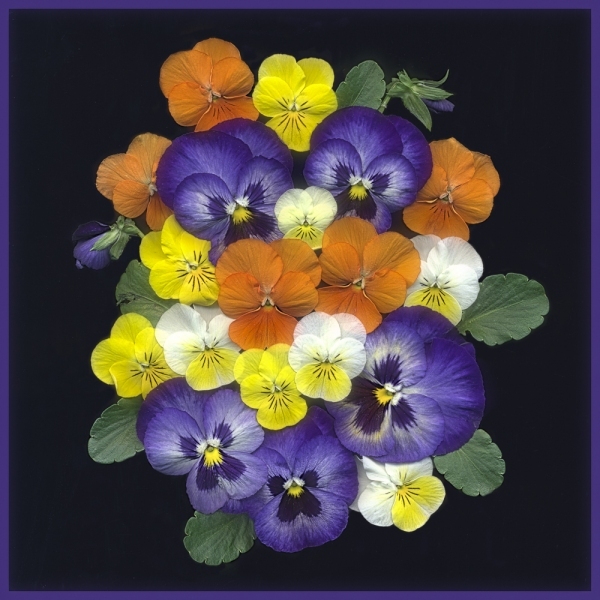 pansies-square-format