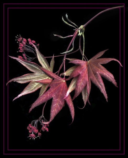 red-maple-leaves-with-border