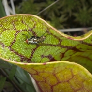 Pitcher plant on Oswego River bog