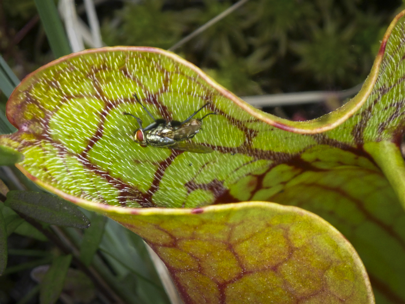 Pitcher plant on Oswego River bog