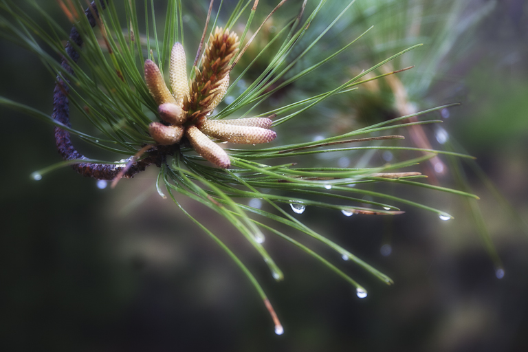 pine-barrens-1788-edit-edit-edit