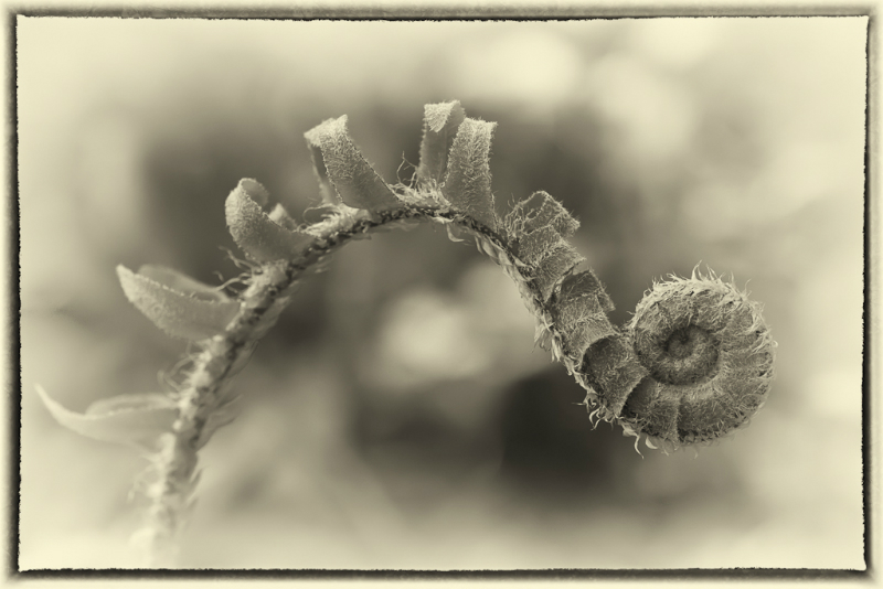 shenks-ferry-7748-edit-edit