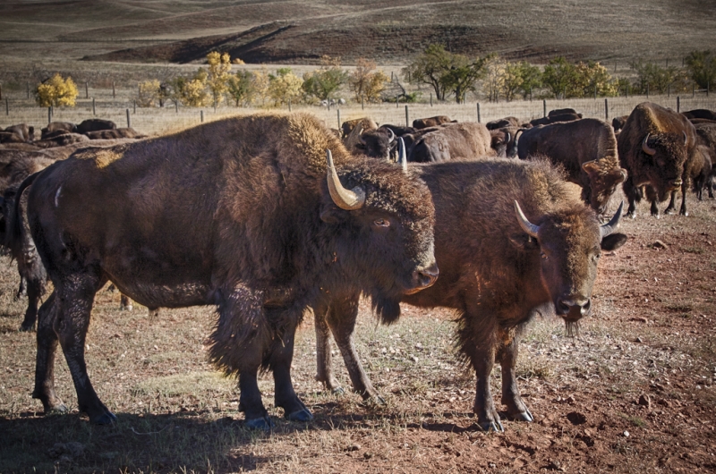South Dakota-8610_HDR