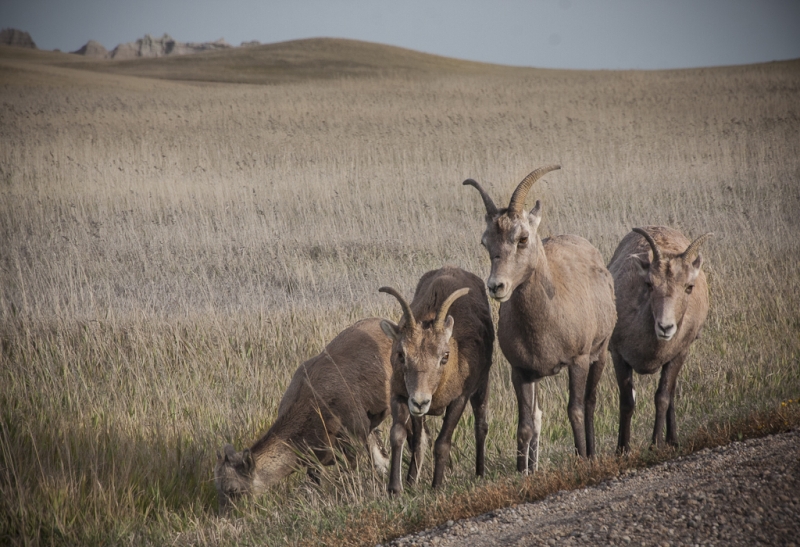 South Dakota-7830