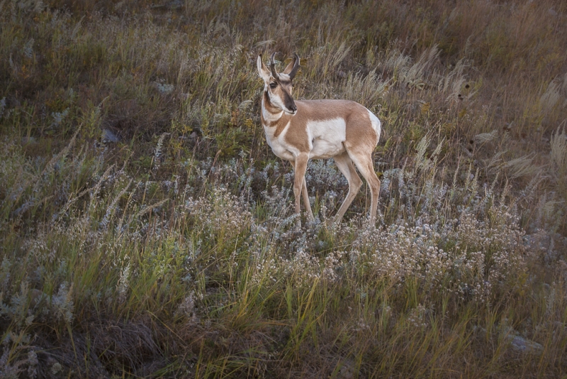 South Dakota-8451