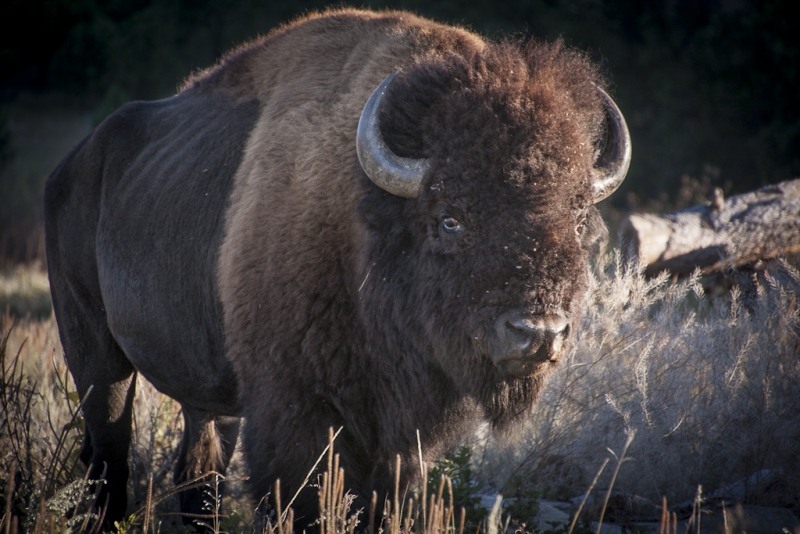 South Dakota-8465