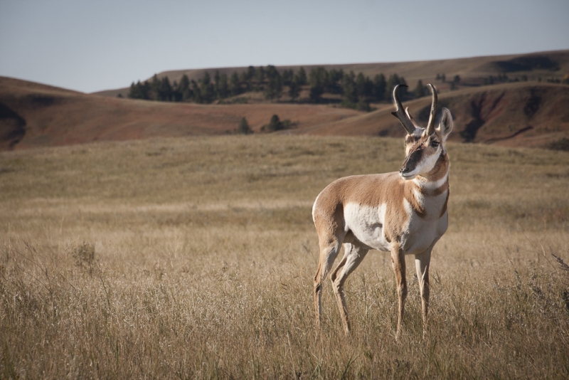 South Dakota-8550