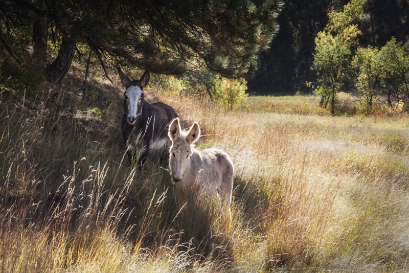 South Dakota-8722-Edit