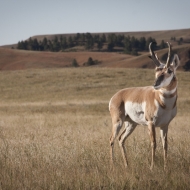 South Dakota-8550