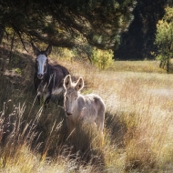 South Dakota-8722-Edit