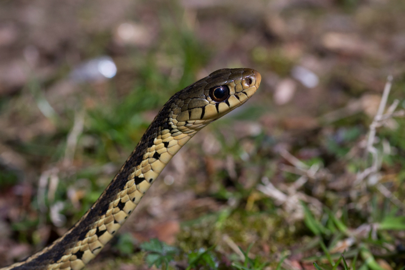 snake-7097
