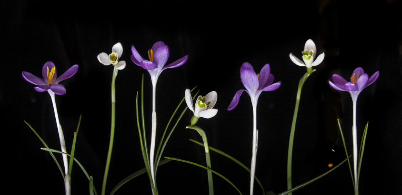 crocuses-6364