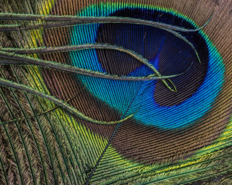 Macro texture - Betsy Wilson