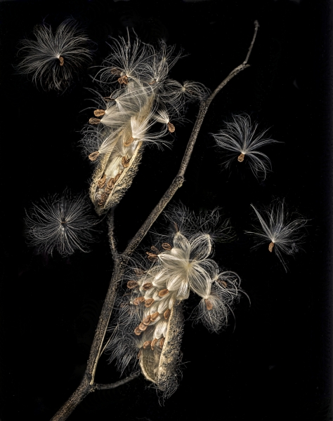 Milkweed pods-2