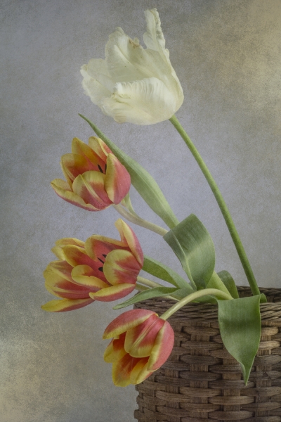 basket of tulips