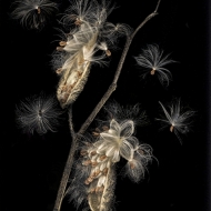 Milkweed pods-2