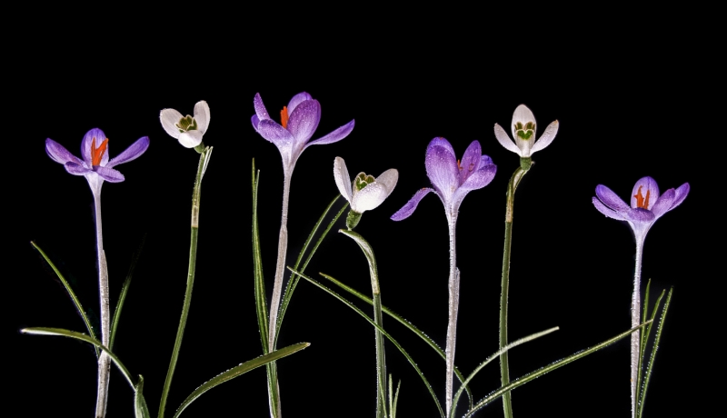 crocuses-6385_HDR-Edit