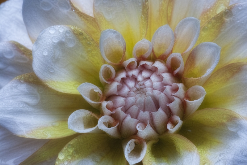 flower closeups-1102-Edit