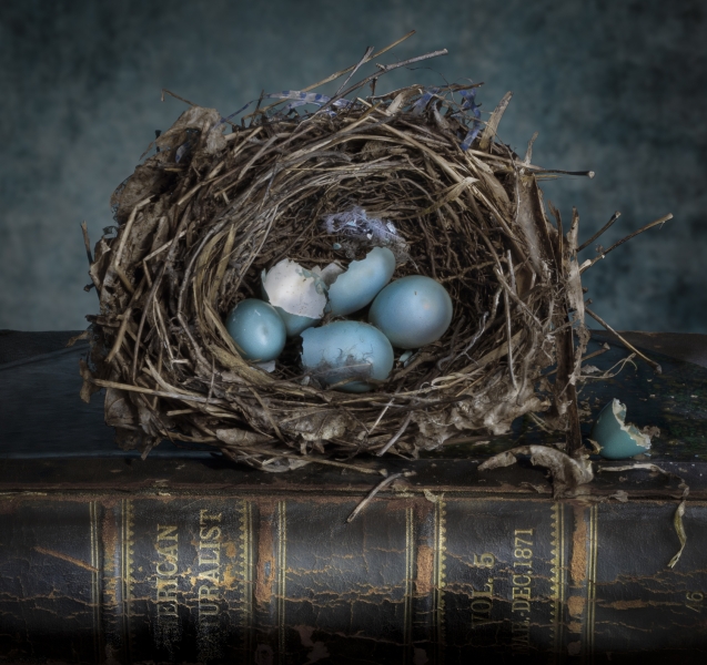 robins nest-100
