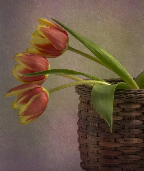 trio of tulips