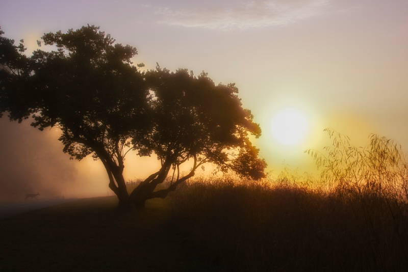 a-deer-in-the-mist