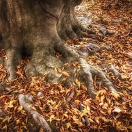 valley-forge-0778_hdr-edit-edit