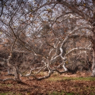 valley-forge-0820_hdr-edit-edit