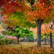 valley-forge-leaves-9272_hdr-edit-edit-edit