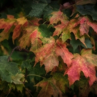 valley-forge-leaves-9338_hdr-edit