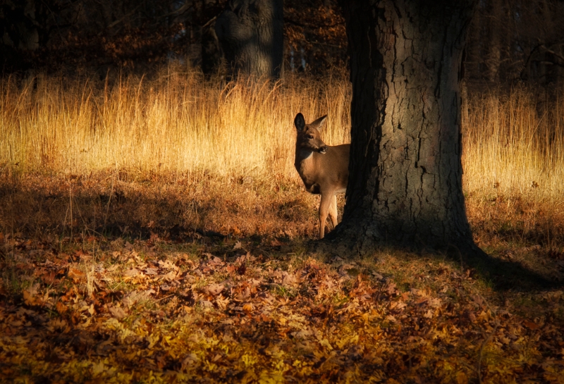 valley-forge-1288-edit