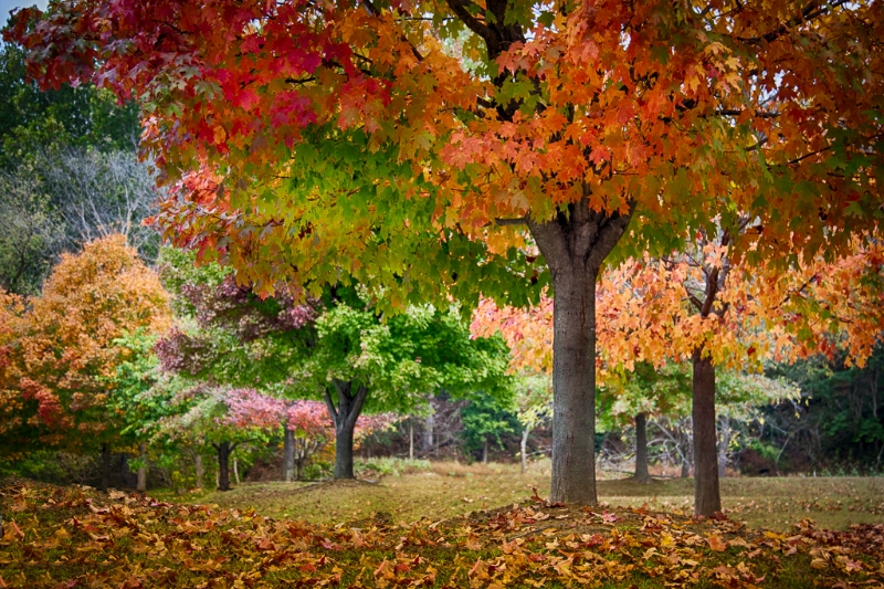 valley-forge-leaves-9272_hdr-edit-edit-edit
