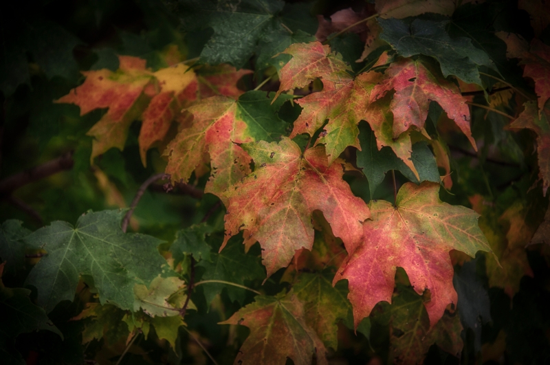 valley-forge-leaves-9338_hdr-edit