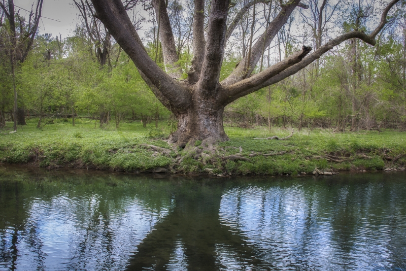 Lafayette Tree-2